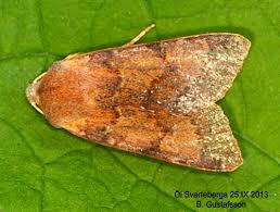 Attēlu rezultāti vaicājumam “Agrochola helvola imago”