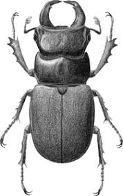 Attēlu rezultāti vaicājumam “Lucanidae”