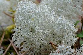 Attēlu rezultāti vaicājumam “Cladonia stellaris”