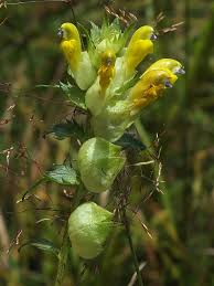 Attēlu rezultāti vaicājumam “Rhinanthus serotinus leaf”