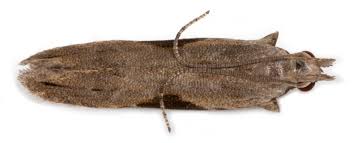 Attēlu rezultāti vaicājumam “Hypatima rhomboidella”