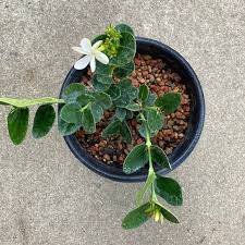 Attēlu rezultāti vaicājumam “Cribraria macrocarpa”