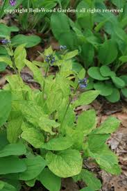 Image result for Leaves Green Bowmen