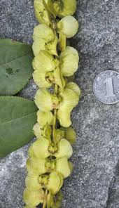 Attēlu rezultāti vaicājumam “Pterocarya fraxinifolia flower”