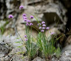 Image result for Allium schoenoprasum