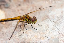 Attēlu rezultāti vaicājumam “Sympetrum danae”