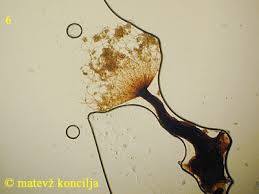 Attēlu rezultāti vaicājumam “Cribraria rufa macro”