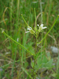 Attēlu rezultāti vaicājumam “Sisymbrium volgense flower”