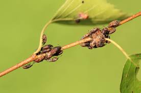 Attēlu rezultāti vaicājumam “Kleidocerys resedae”