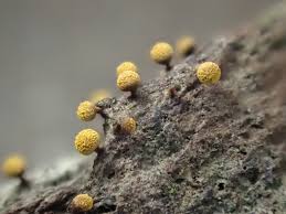 Attēlu rezultāti vaicājumam “Physarum, Nannengaella sp.”