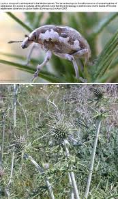 Attēlu rezultāti vaicājumam “Larinus sp.”