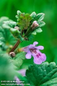 Attēlu rezultāti vaicājumam “Glechoma hederacea flower”