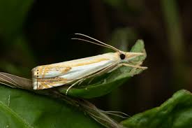 Attēlu rezultāti vaicājumam “Crambus”