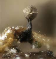 Attēlu rezultāti vaicājumam “Physarum rubiginosum plasmodium”