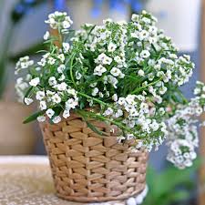 Image result for Alyssum diffusum