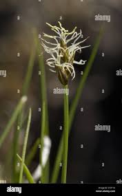 Attēlu rezultāti vaicājumam “Carex chordorrhiza”