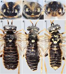 Attēlu rezultāti vaicājumam “Pamphiliidae”