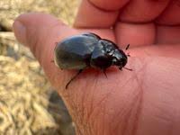 Attēlu rezultāti vaicājumam “Hydrochara caraboides”