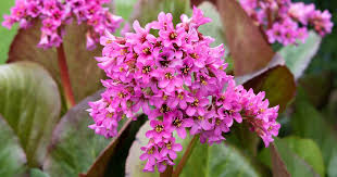 Attēlu rezultāti vaicājumam “Bergenia crassifolia flower”