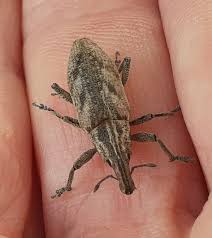 Attēlu rezultāti vaicājumam “Cleonis pigra”