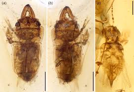 Attēlu rezultāti vaicājumam “Glischrochilus quadripunctatus”