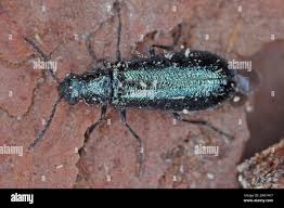 Attēlu rezultāti vaicājumam “Dasytes caeruleus”