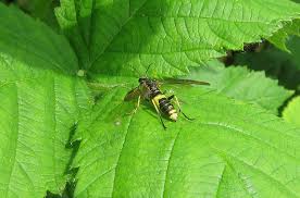 Attēlu rezultāti vaicājumam “Tenthredo scrophulariae exuvia”