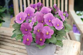 Image result for Viola cornuta