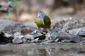 Attēlu rezultāti vaicājumam “Picus canus female”