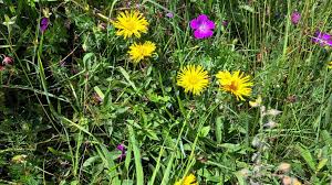 Image result for Inula hirta
