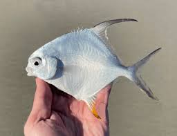 Image result for Trachinotus falcatus