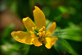 Attēlu rezultāti vaicājumam “Eranthis hyemalis flower”