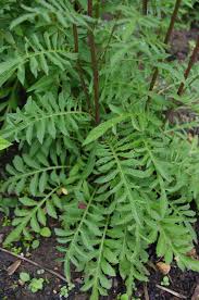 Attēlu rezultāti vaicājumam “Serratula tinctoria leaf”