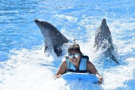 Image result for Adventure Dolphin