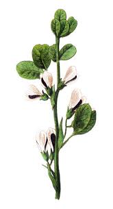 Attēlu rezultāti vaicājumam “Vicia faba flower”