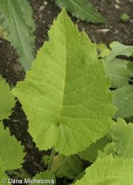 Attēlu rezultāti vaicājumam “Telekia speciosa leaf”