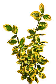 Attēlu rezultāti vaicājumam “Euonymus flower”