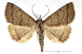 Attēlu rezultāti vaicājumam “Herminia tarsicrinalis”