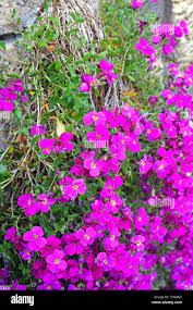 Attēlu rezultāti vaicājumam “Aubrieta deltoidea flower”