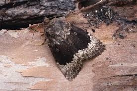 Attēlu rezultāti vaicājumam “Amphipyra perflua”