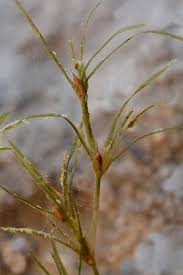 Attēlu rezultāti vaicājumam “Najas flexilis”