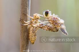 Attēlu rezultāti vaicājumam “Leucorrhinia caudalis”