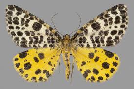 Attēlu rezultāti vaicājumam “Arichanna melanaria”