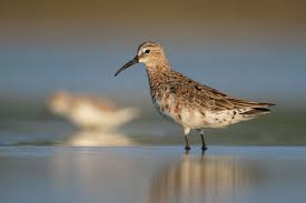 Image result for Calidris himantopus