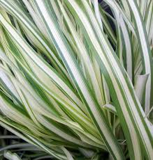 Attēlu rezultāti vaicājumam “Calamagrostis canescens leaf”