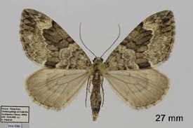 Attēlu rezultāti vaicājumam “Thera variata”