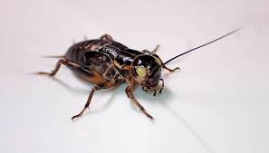 Attēlu rezultāti vaicājumam “Gryllus domesticus”