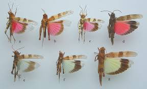 Attēlu rezultāti vaicājumam “Oedipoda caerulescens”