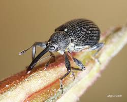 Attēlu rezultāti vaicājumam “Anthonomus pomorum”