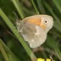 Attēlu rezultāti vaicājumam “Coenonympha tullia”